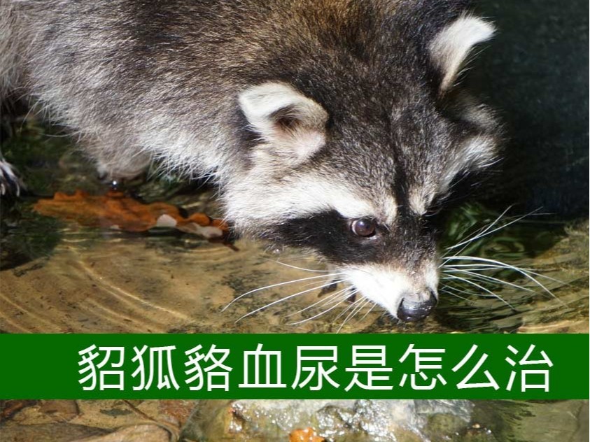 貂狐貉血尿是怎么治？【康地恩特養】