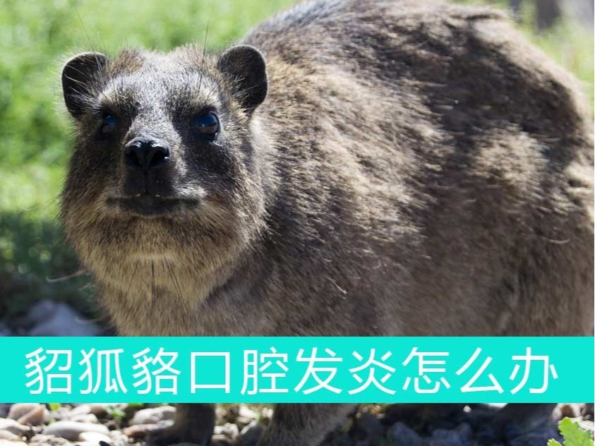 貂狐貉口腔發炎怎么辦？青島康地恩幫您忙