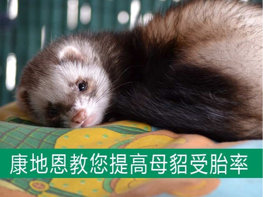 康地恩教您提高母貂受胎率，減少空懷！
