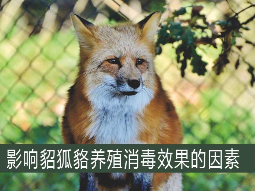 影響貂狐貉養殖消毒效果的因素【康地恩特養】