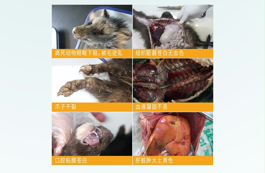 毛皮動物的血蟲病鹽酸多西環(huán)素可溶性粉青島康地恩專賣3 毛皮動物的血蟲病鹽酸多西環(huán)素可溶性粉青島康地恩專賣3