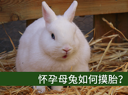 【康地恩養兔】懷孕母兔如何摸胎？